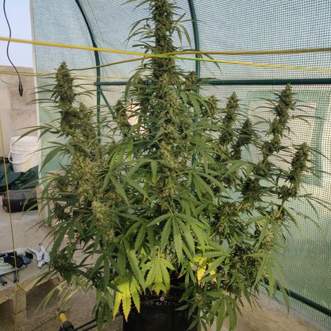 AutoEuforia growlog timeline photo
