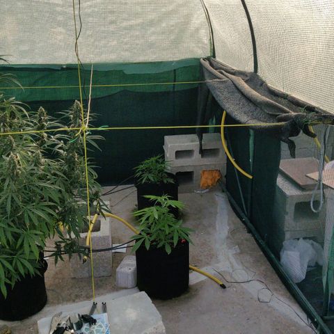 AutoEuforia growlog timeline photo