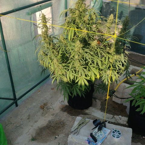 AutoEuforia growlog timeline photo