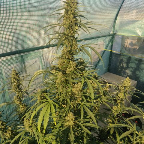 AutoEuforia growlog timeline photo