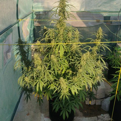 AutoEuforia growlog timeline photo