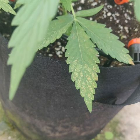 AutoEuforia growlog timeline photo