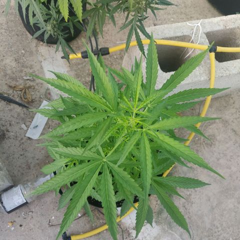 AutoEuforia growlog timeline photo