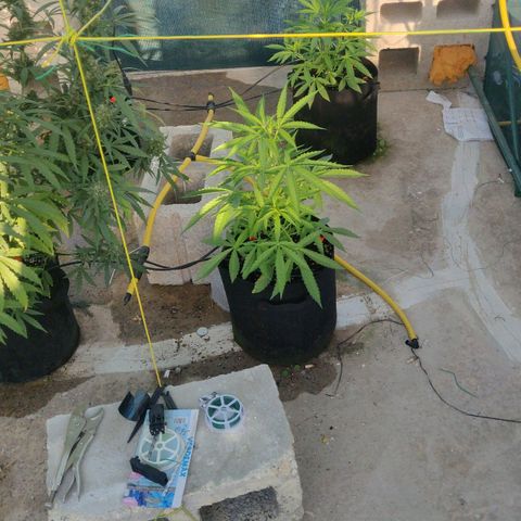 AutoEuforia growlog timeline photo