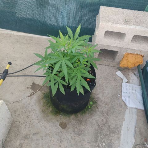 AutoEuforia growlog timeline photo