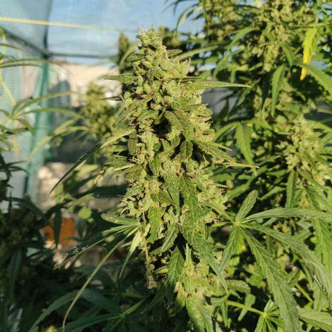 AutoEuforia growlog timeline photo