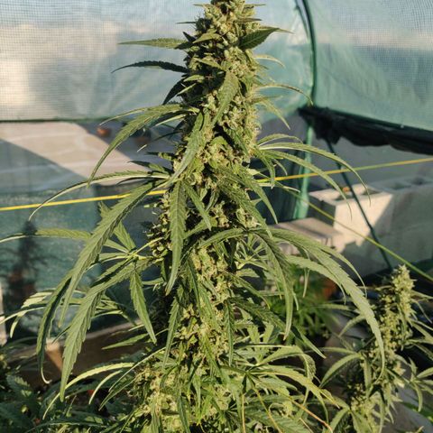 AutoEuforia growlog timeline photo