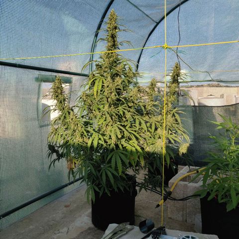 AutoEuforia growlog timeline photo