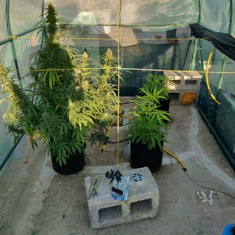 AutoEuforia growlog timeline photo