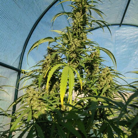 AutoEuforia growlog timeline photo