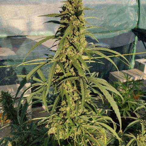AutoEuforia growlog timeline photo