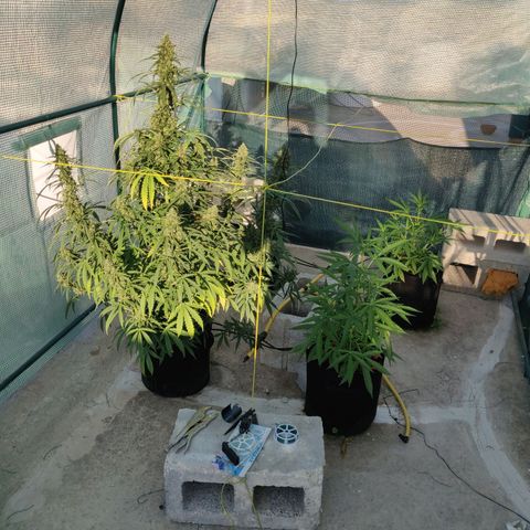 AutoEuforia growlog timeline photo