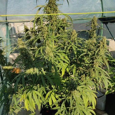 AutoEuforia growlog timeline photo