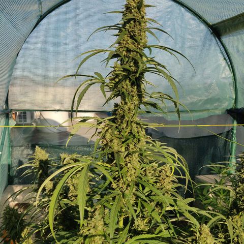 AutoEuforia growlog timeline photo