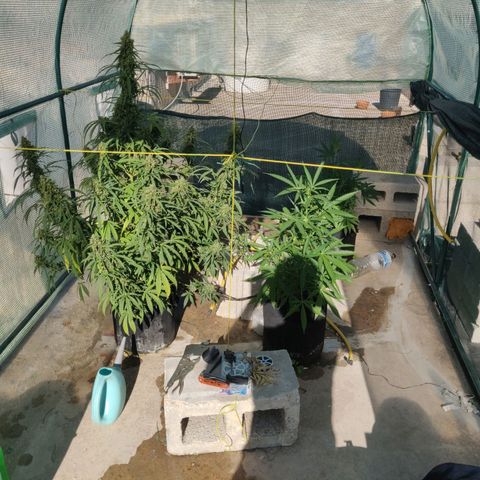 AutoEuforia growlog timeline photo