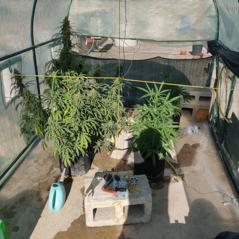 AutoEuforia growlog timeline photo