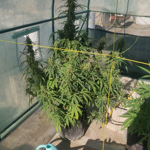 AutoEuforia growlog timeline photo