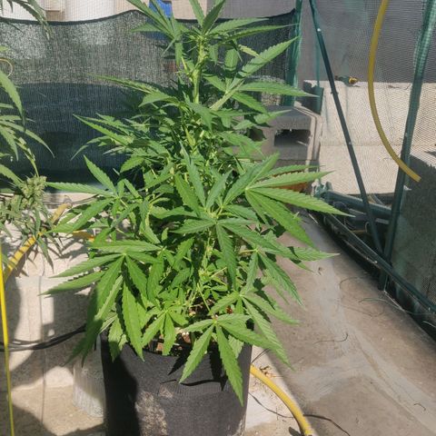 AutoEuforia growlog timeline photo