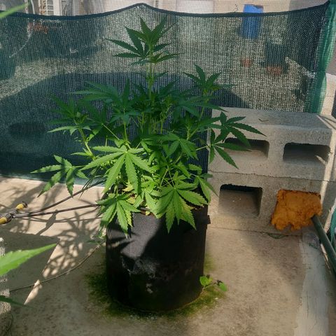 AutoEuforia growlog timeline photo