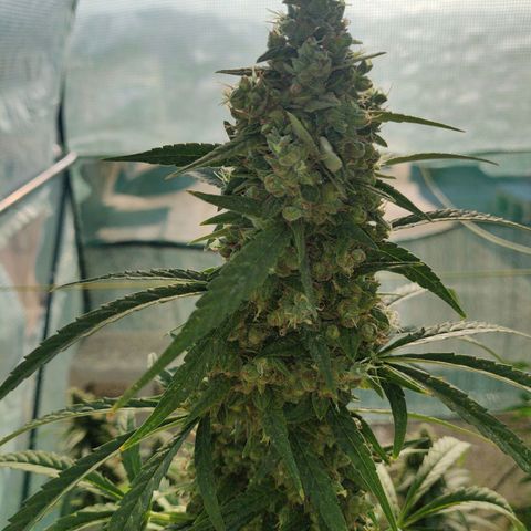 AutoEuforia growlog timeline photo