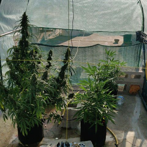 AutoEuforia growlog timeline photo