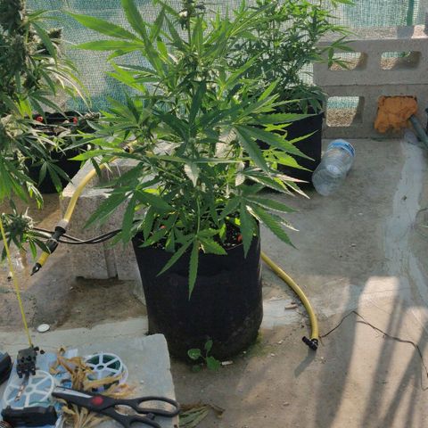 AutoEuforia growlog timeline photo