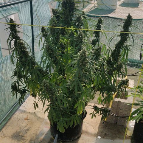 AutoEuforia growlog timeline photo