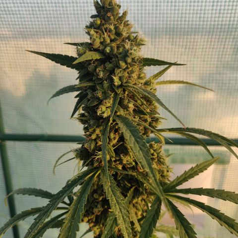 AutoEuforia growlog timeline photo