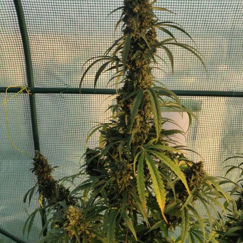 AutoEuforia growlog timeline photo