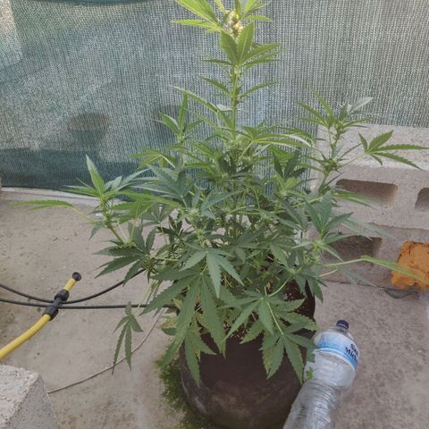 AutoEuforia growlog timeline photo
