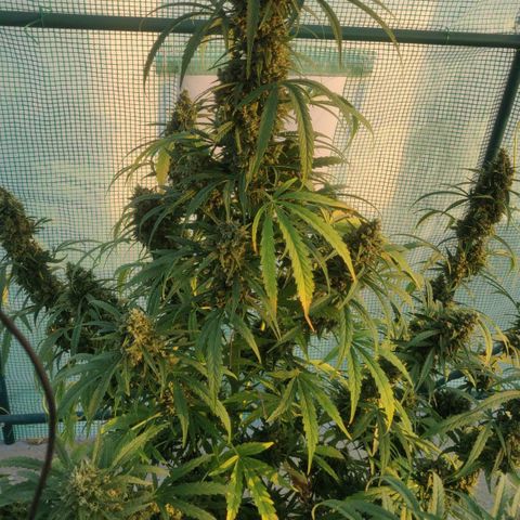 AutoEuforia growlog timeline photo
