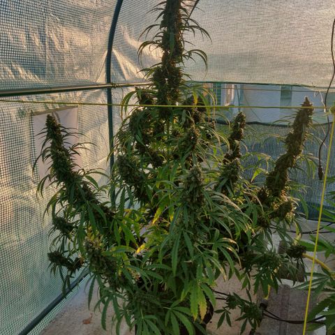 AutoEuforia growlog timeline photo