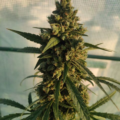 AutoEuforia growlog timeline photo