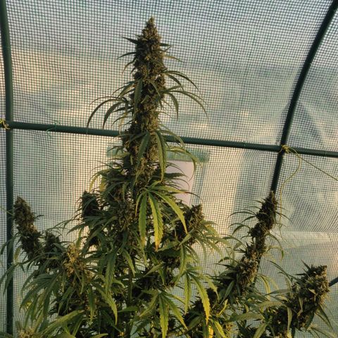 AutoEuforia growlog timeline photo