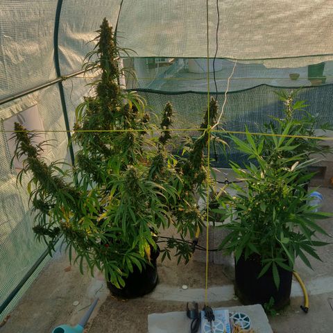 AutoEuforia growlog timeline photo