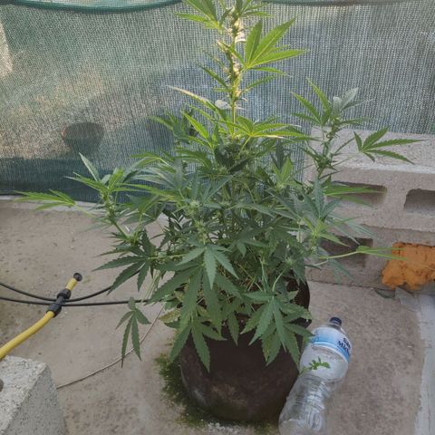 AutoEuforia growlog timeline photo
