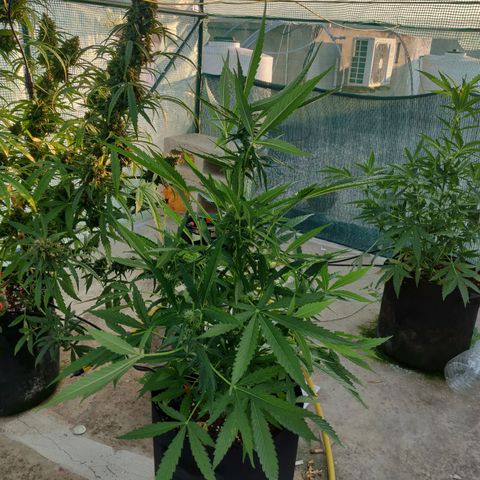 AutoEuforia growlog timeline photo
