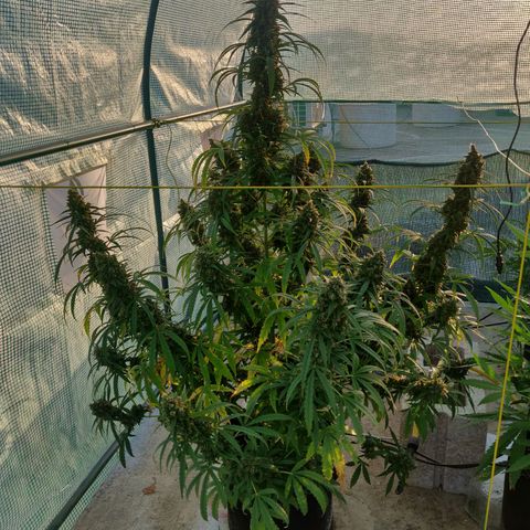 AutoEuforia growlog timeline photo