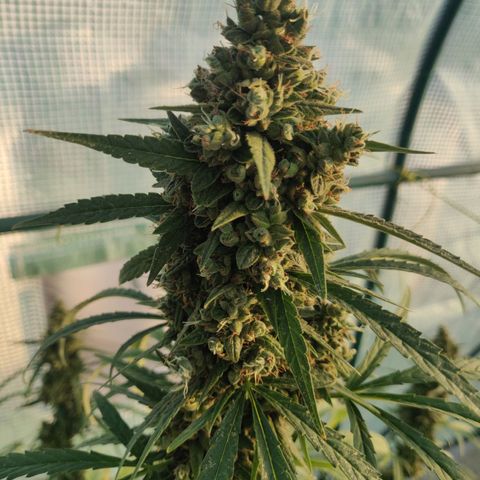 AutoEuforia growlog timeline photo