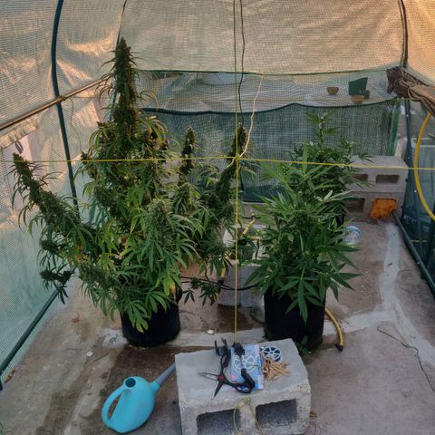 AutoEuforia growlog timeline photo