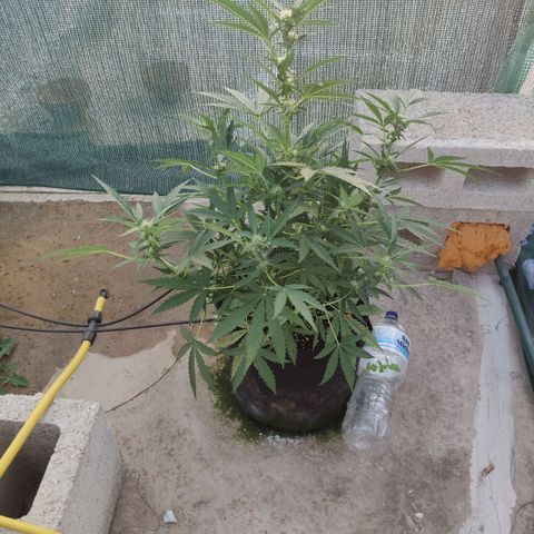 AutoEuforia growlog timeline photo