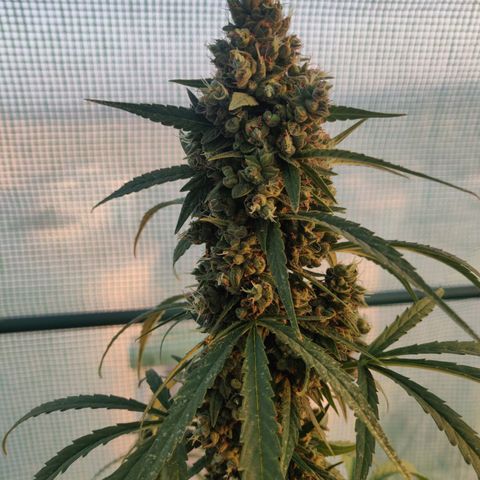 AutoEuforia growlog timeline photo