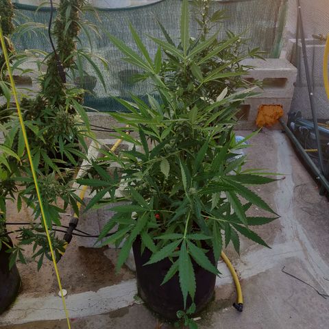 AutoEuforia growlog timeline photo