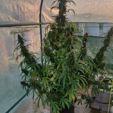 AutoEuforia growlog timeline photo