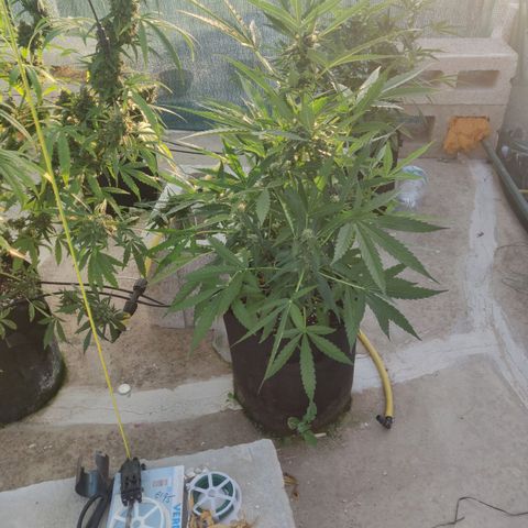 AutoEuforia growlog timeline photo