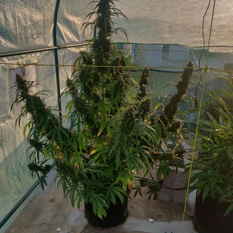 AutoEuforia growlog timeline photo