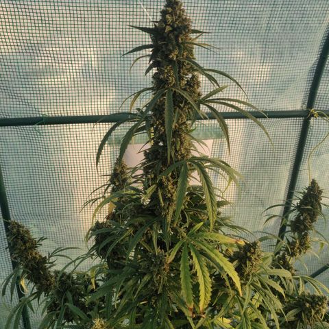 AutoEuforia growlog timeline photo