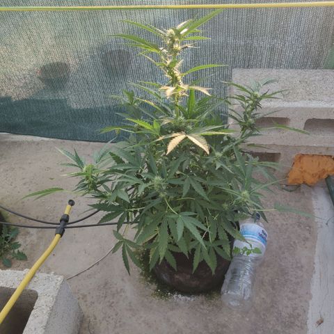 AutoEuforia growlog timeline photo