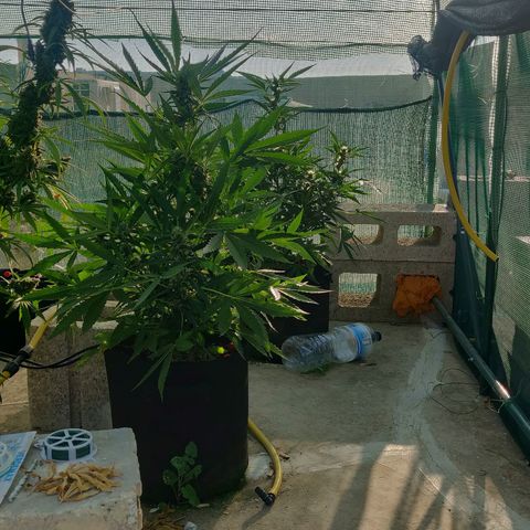 AutoEuforia growlog timeline photo