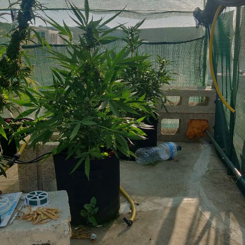 AutoEuforia growlog timeline photo